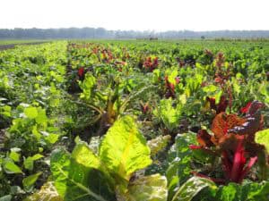 Vol lof over Warmonderhof