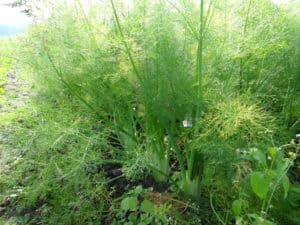 Vol lof over Warmonderhof