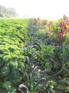 Vol lof over Warmonderhof