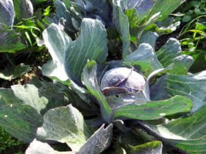 Vol lof over Warmonderhof