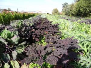 Vol lof over Warmonderhof