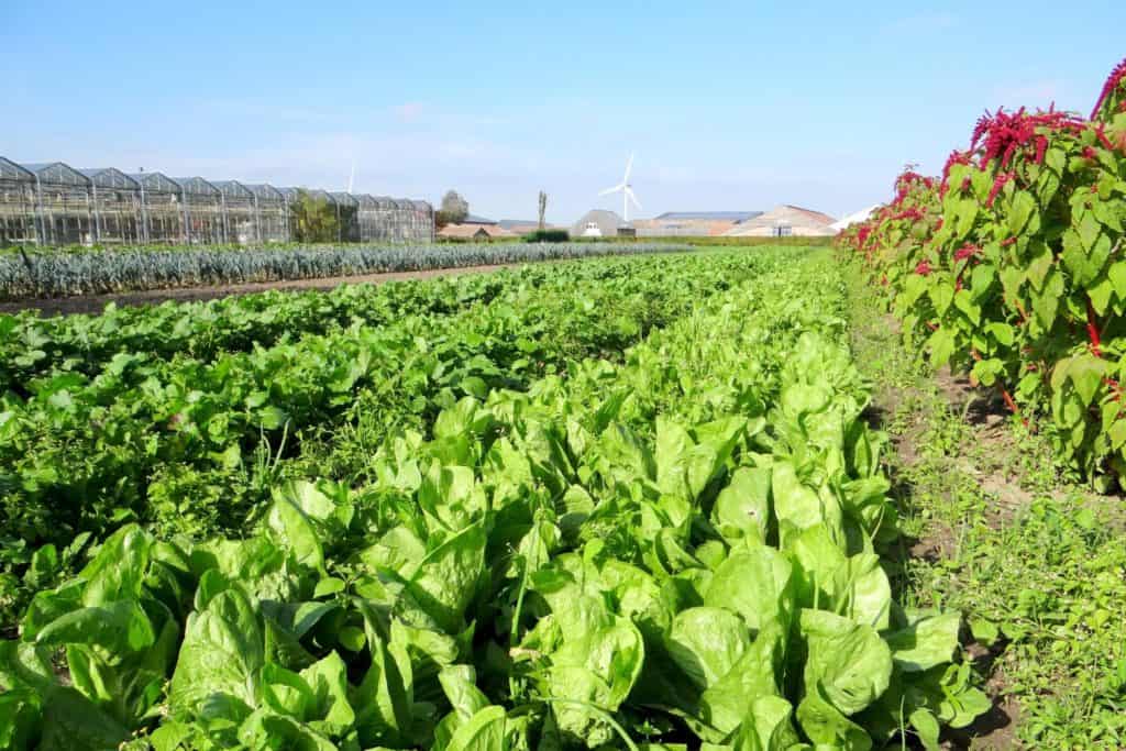 Vol lof over Warmonderhof