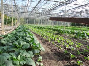 Vol lof over Warmonderhof