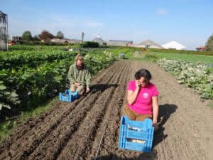 Vol lof over Warmonderhof