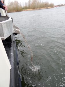 Het uitzetten van glasaaltjes in Wolderwijd