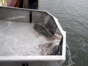 Het uitzetten van glasaaltjes in Wolderwijd