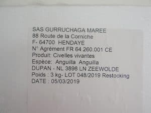 Het uitzetten van glasaaltjes in Wolderwijd