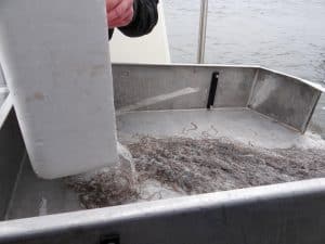 Het uitzetten van glasaaltjes in Wolderwijd