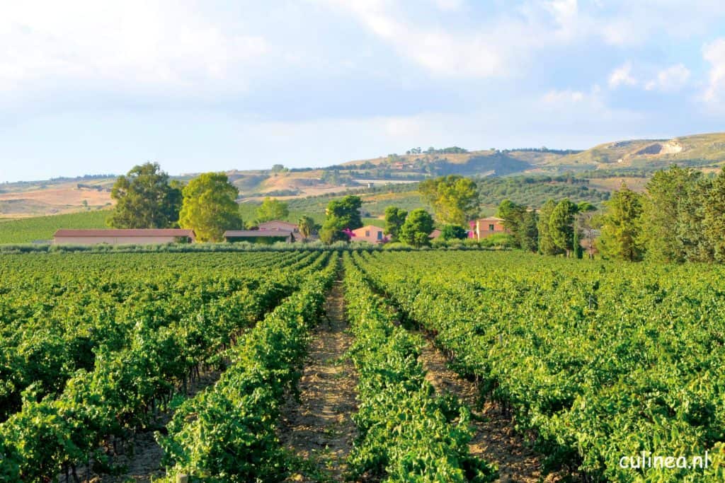 Italiaanse wijnen van Villa Fattoria