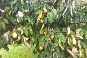 Langzaam gestoofde kweeperen