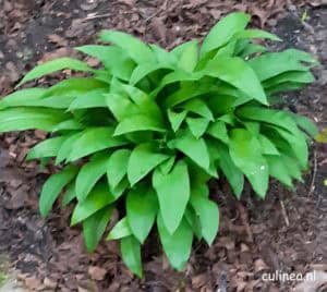 Spaghetti met daslookpesto