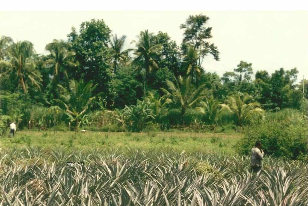 De Aziatische keuken