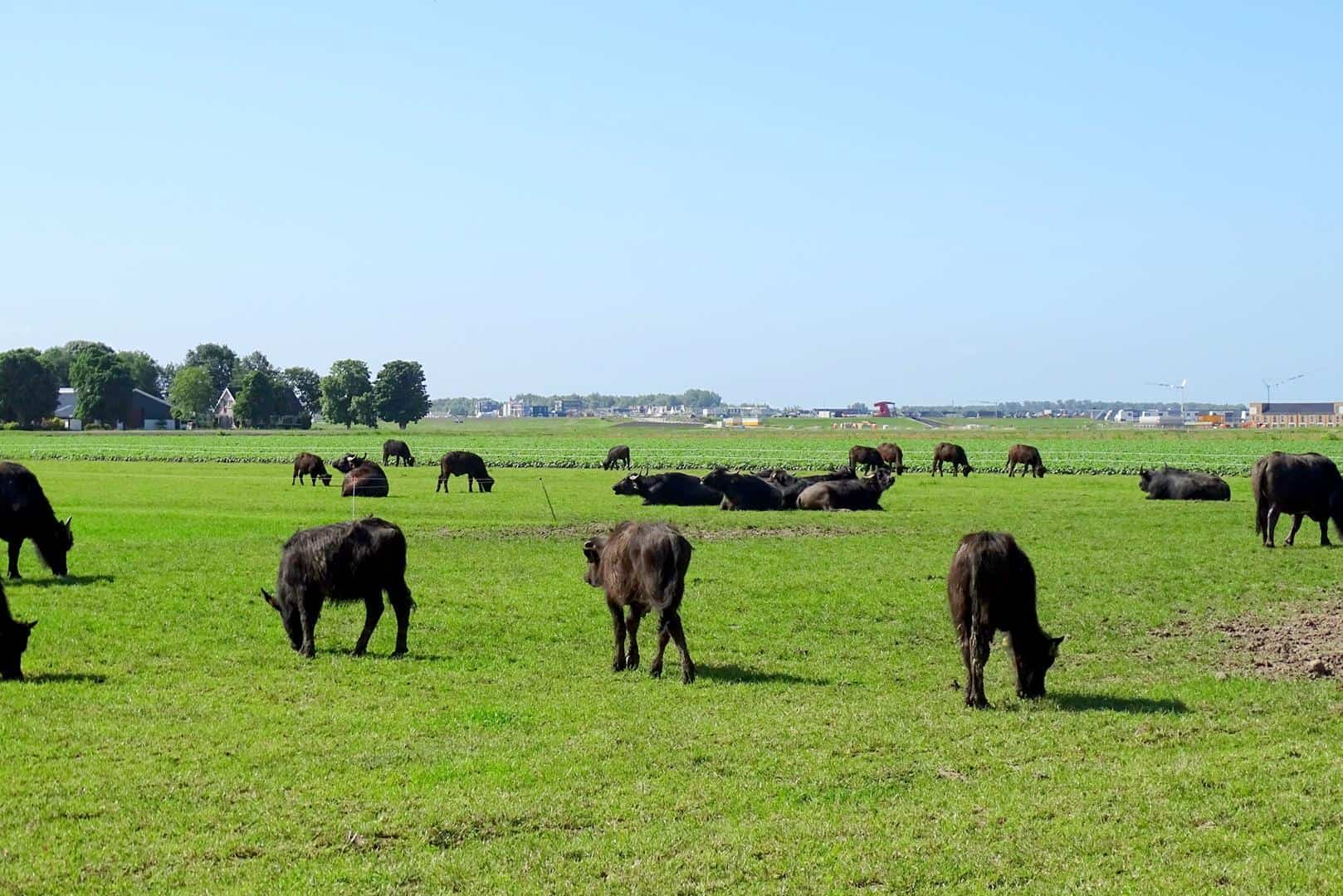 The Buffel Company Zeewolde