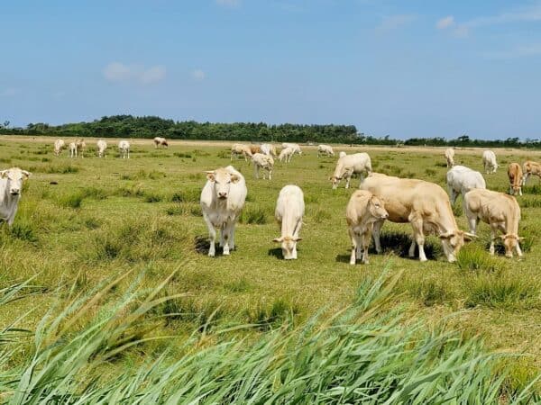 Onthaasten op Ameland
