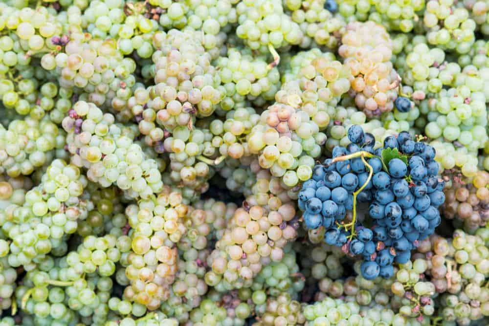 verschillende druivenrassen bij elkaar
