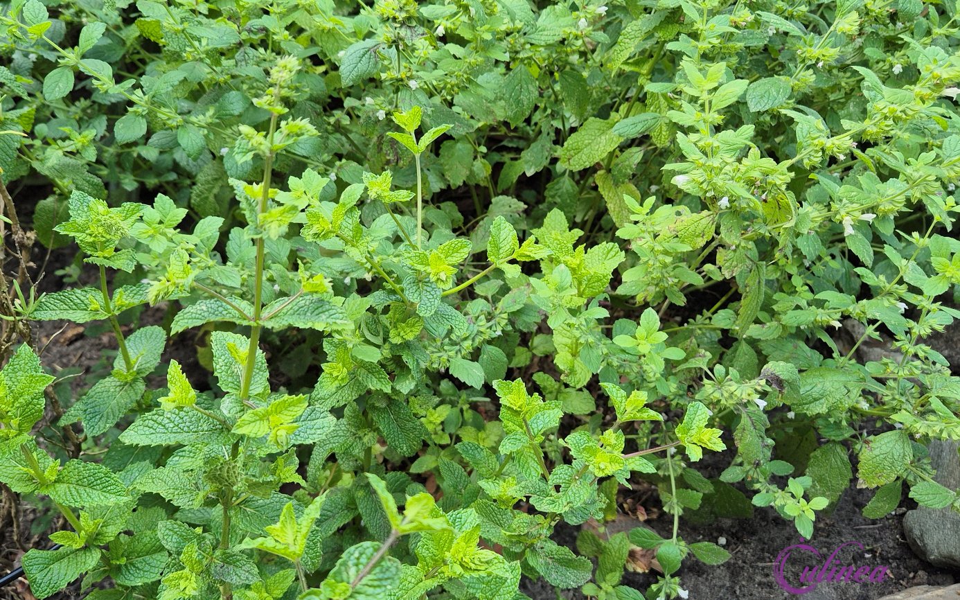 Verse Munt Oogsten Dit Kan je Er Allemaal Mee Doen!