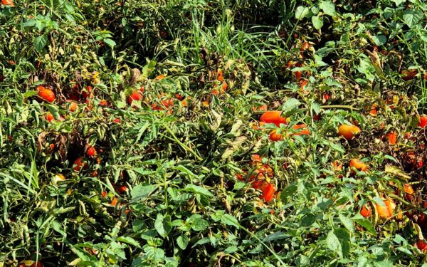 Italiaanse Tomaten in Blik en Tipo 00 Meel