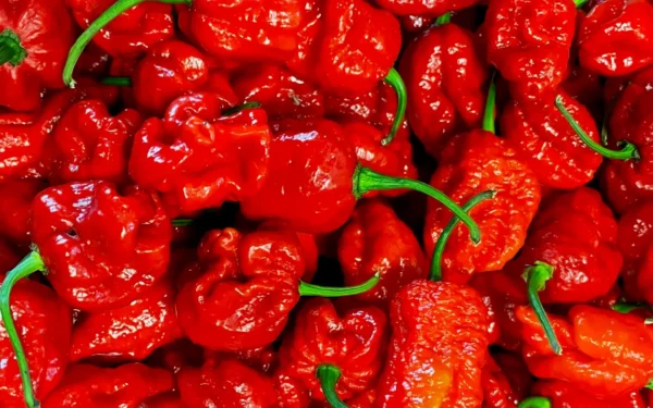 Welke pepers bestaan er en hoe gebruik je ze in de keuken