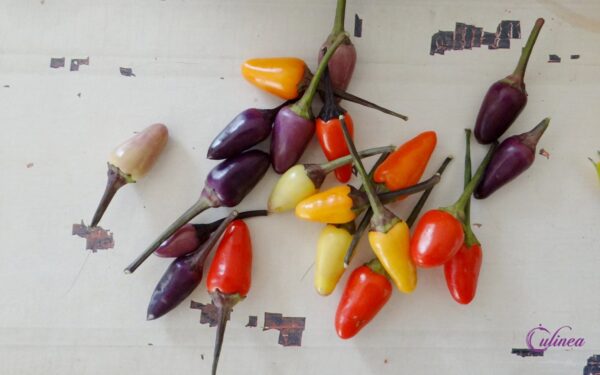 Welke pepers bestaan er en hoe gebruik je ze in de keuken