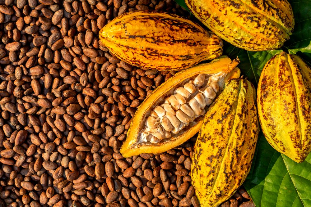 Cacao en lichamelijke energie tijdens de dag